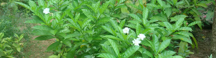 Skyline Hamburg vereinfacht