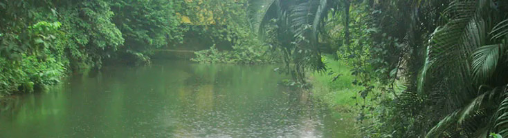 Cocktailglas mit Smartphone mit PayPal Logo.